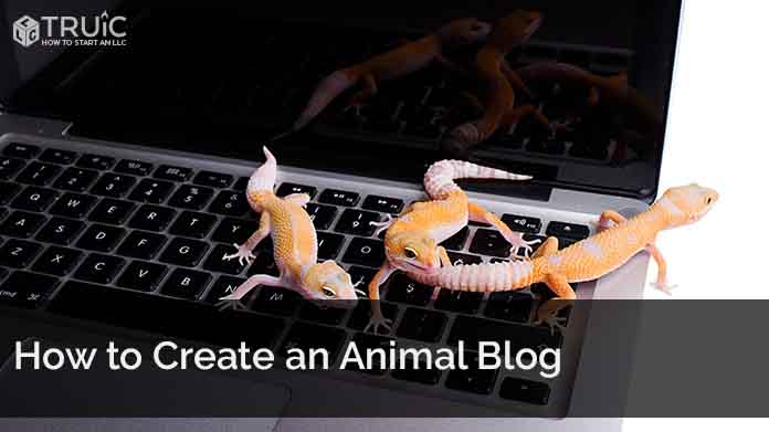 Learn how to start an animal blog
