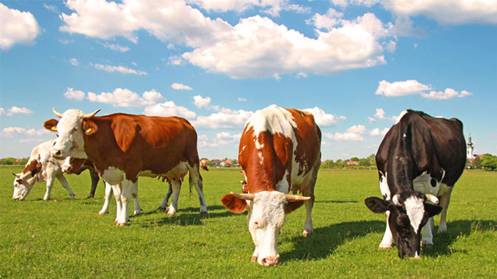 Three cows in a field