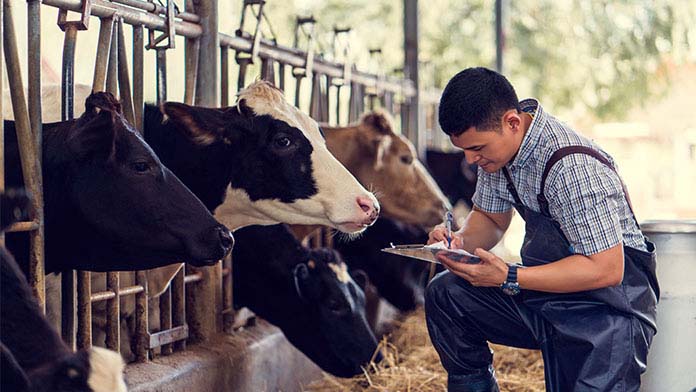A farmer alongside a row of cows