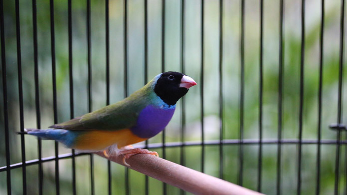 A bird in a cage