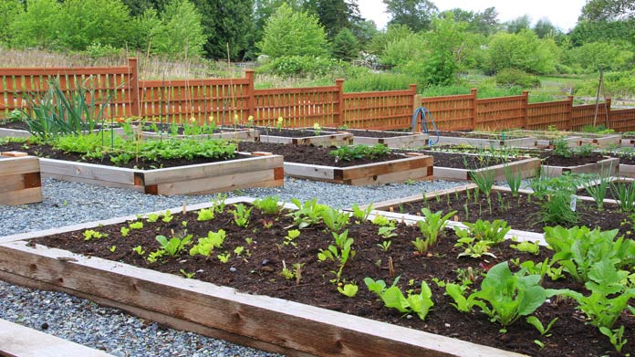 A community garden