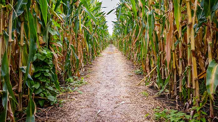 A path in a corn maze