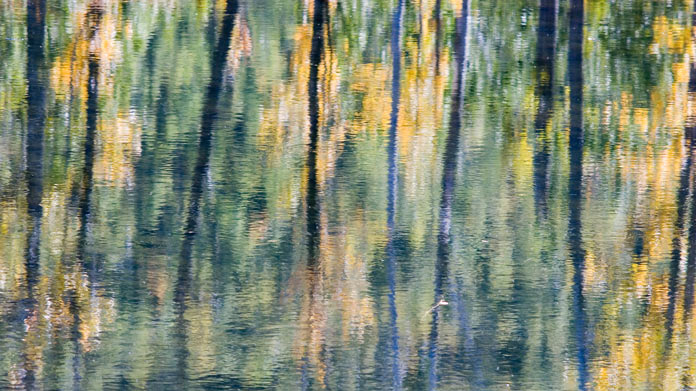a custom print of a lake and trees