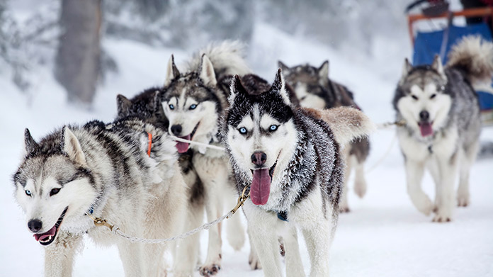 Huskies pulling a sled