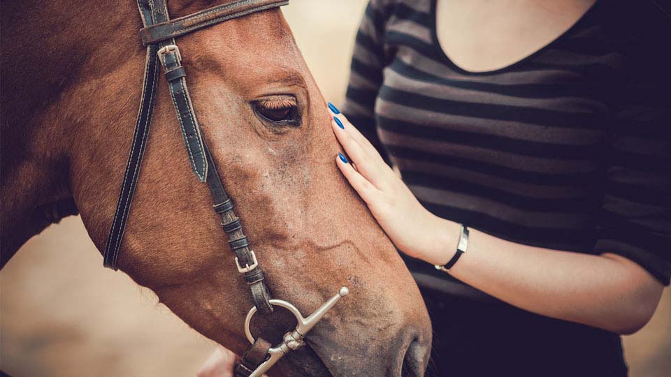 A person petting a horse
