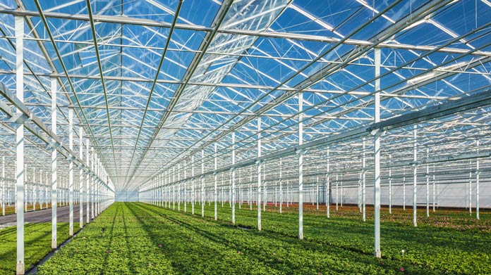 A large greenhouse interior