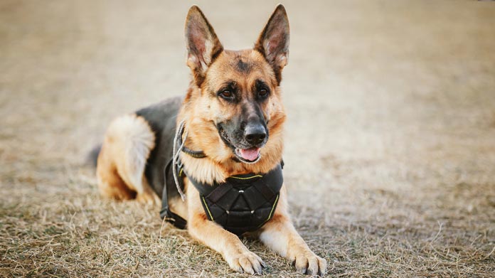A dog wearing a protective vest