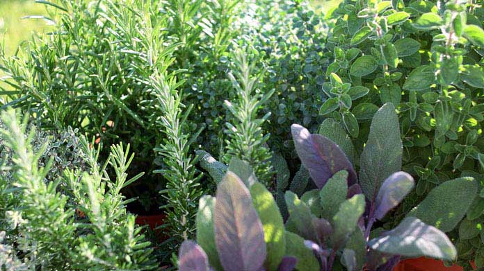 Herbs growing in rows of pots
