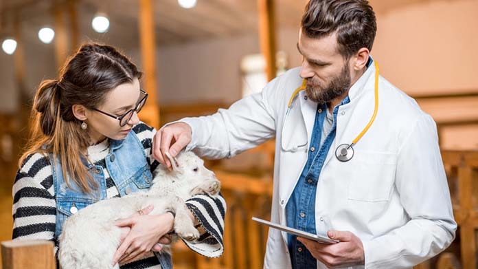 a mobile veterinarian visiting a barn for a check up on an animal