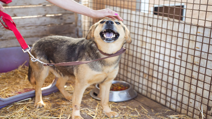 A dog on a leash in a shelter being pet